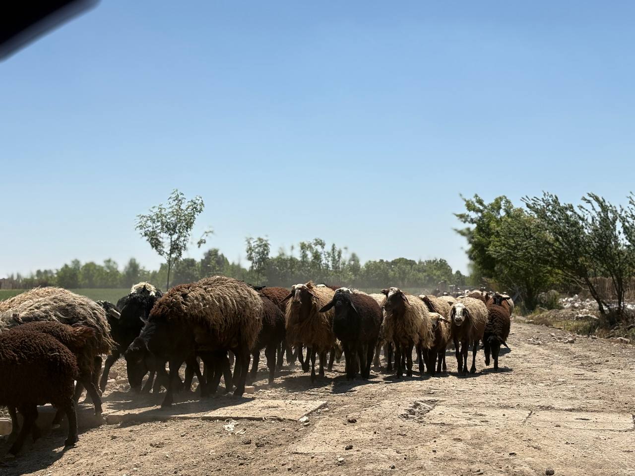 تصویر روستا